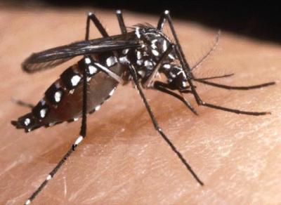 Difendiamoci dalle zanzare